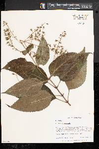 Collinsonia canadensis image