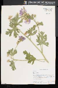 Malva moschata image