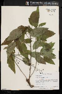 Scrophularia lanceolata image