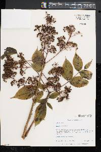 Aralia spinosa image