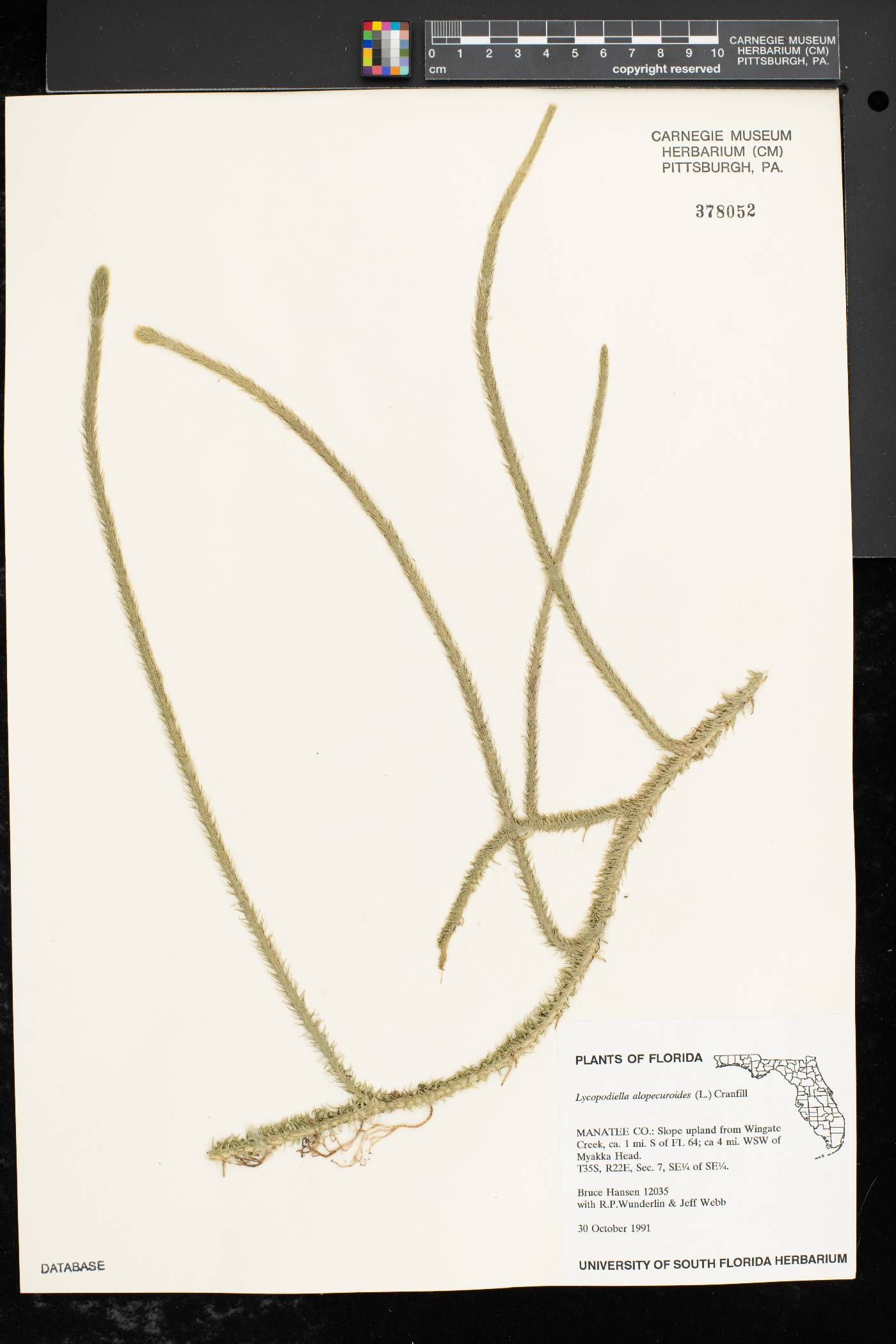 Lycopodiella alopecuroides image