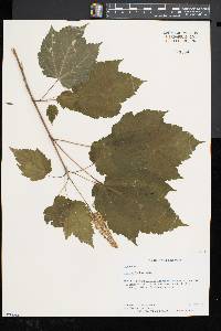 Acer spicatum image