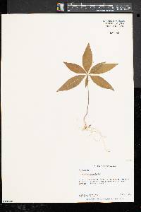 Trientalis borealis image