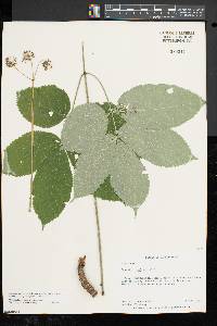 Aralia nudicaulis image