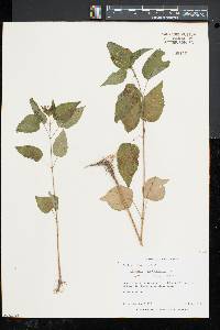 Circaea canadensis image