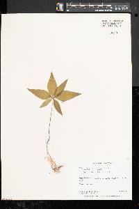 Trientalis borealis image