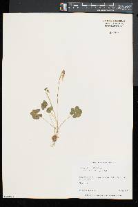 Oxalis montana image