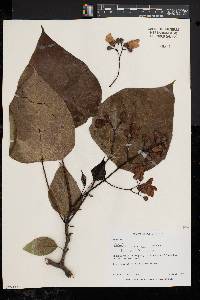 Catalpa speciosa image