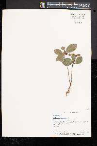 Gaultheria procumbens image