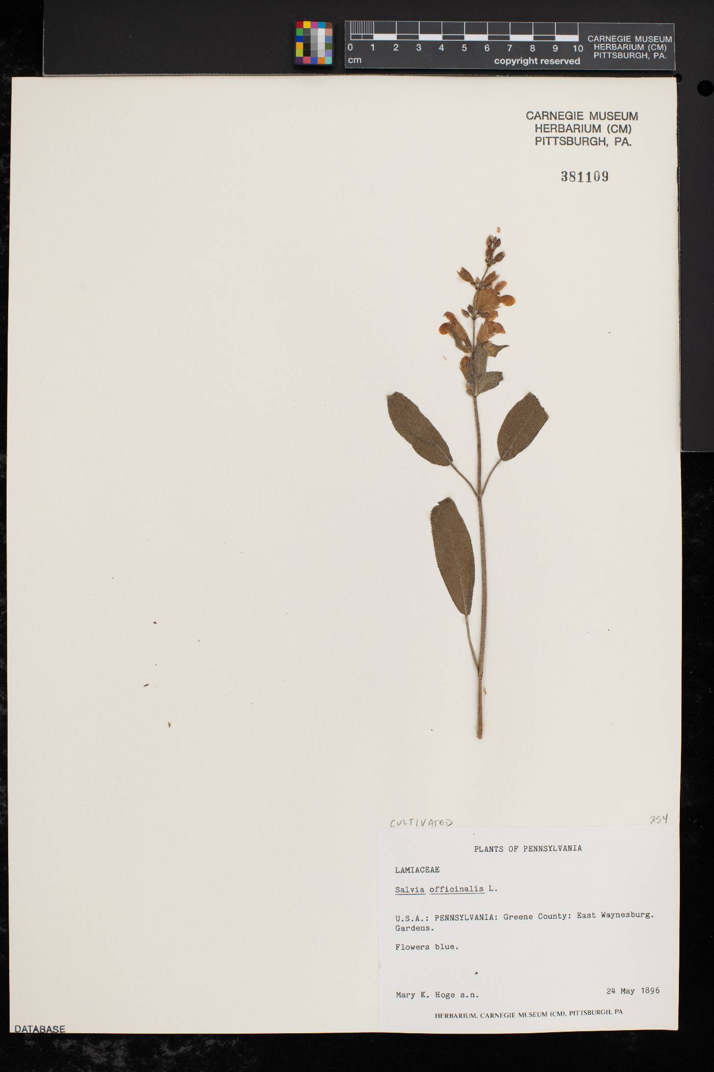 Salvia officinalis image