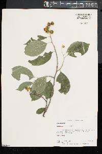 Celastrus scandens image