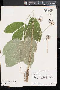 Aralia nudicaulis image