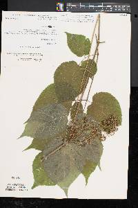 Aralia racemosa image