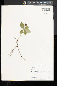 Cornus canadensis image