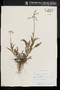 Penstemon hirsutus image