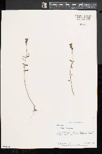 Oenothera perennis image