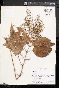 Collinsonia canadensis image