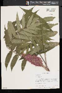 Rhus typhina image