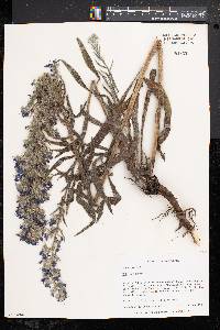 Echium vulgare image