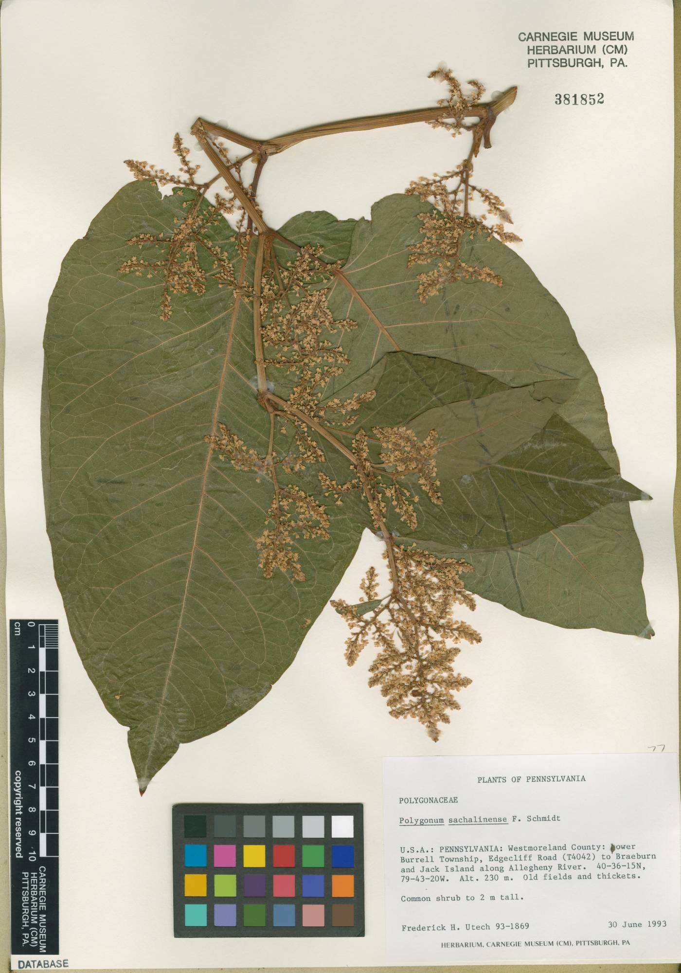 Fallopia sachalinensis image