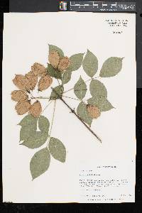 Staphylea trifolia image