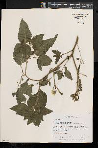 Physalis longifolia var. subglabrata image