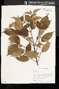 Cornus racemosa image