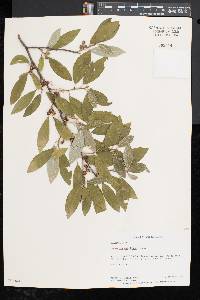 Image of Salix morrisonicola