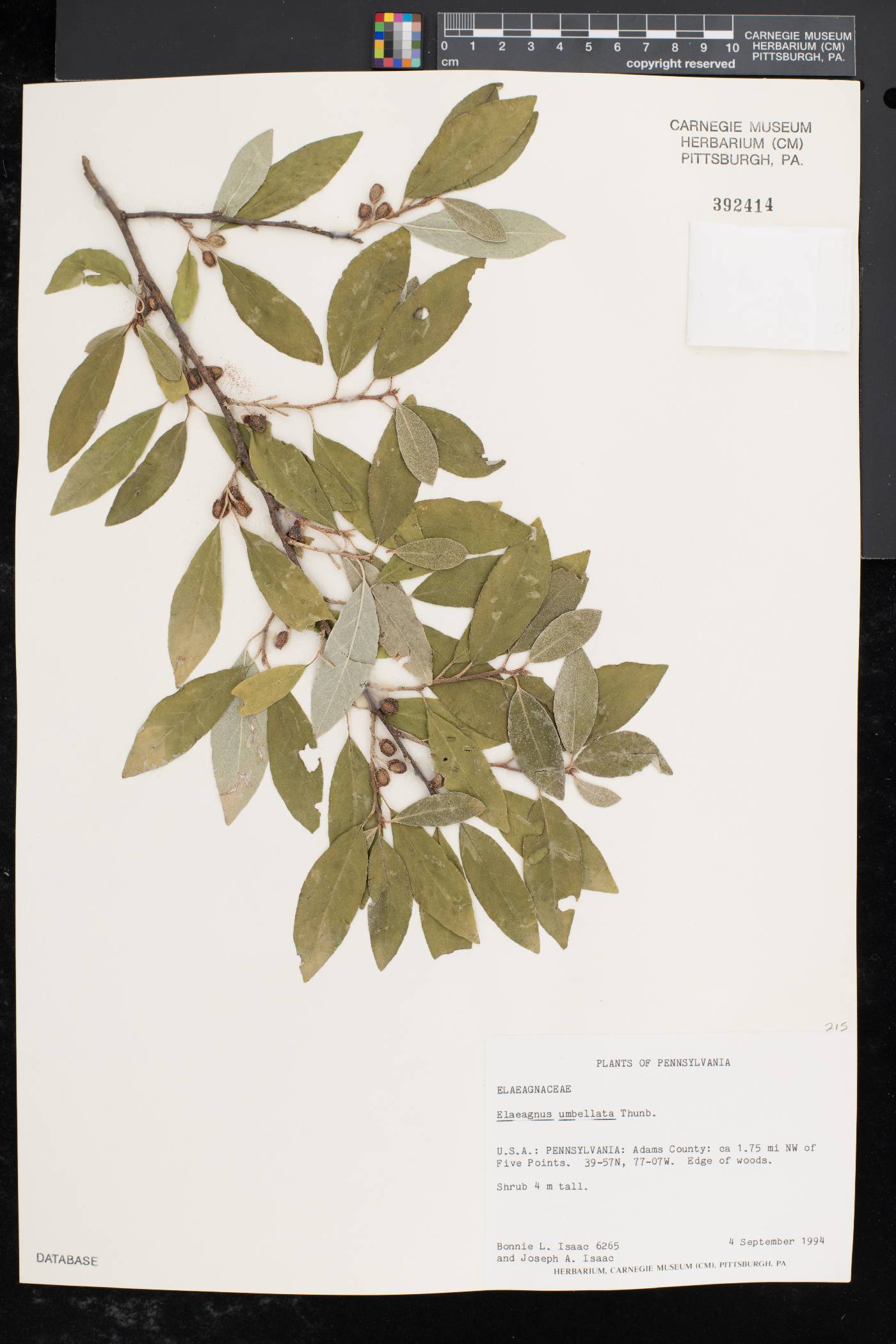 Salix morrisonicola image