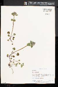 Lamium purpureum image