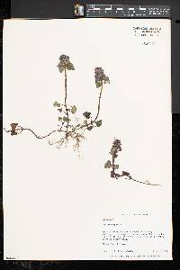 Lamium purpureum image