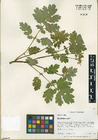 Chelidonium majus image