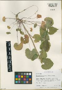 Alliaria petiolata image