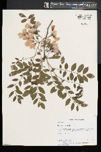 Robinia hispida image