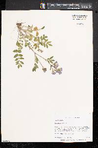 Polemonium reptans image