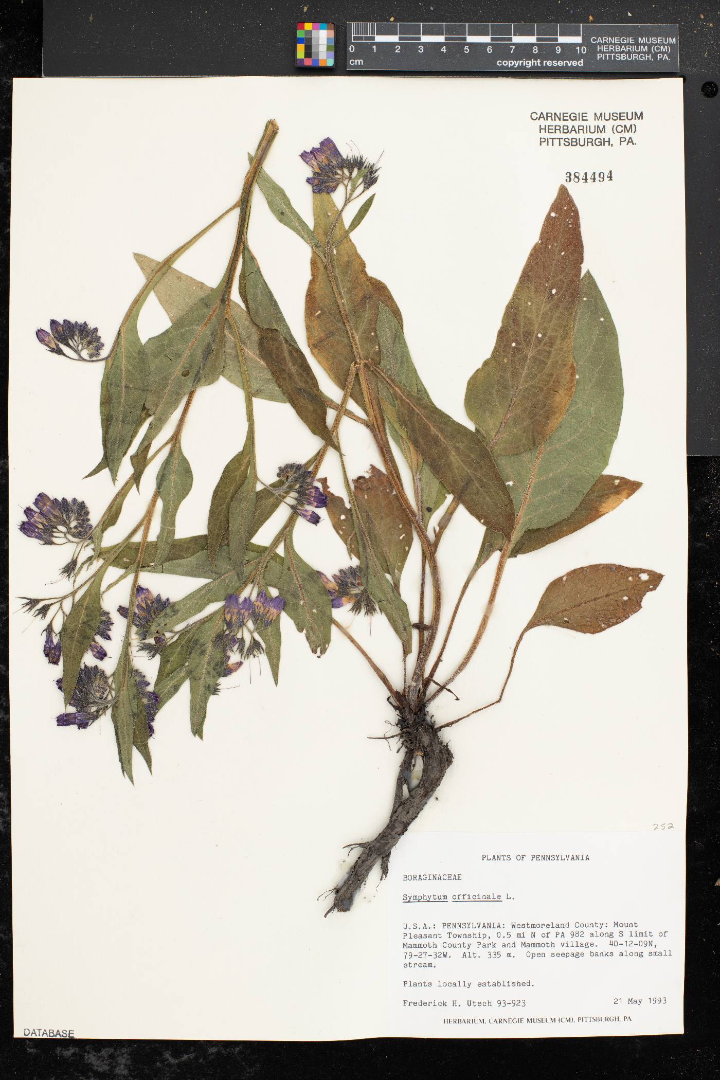 Symphytum officinale image