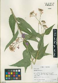 Hesperis matronalis image