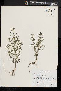 Chaenorhinum minus image