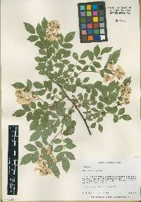 Rosa multiflora image