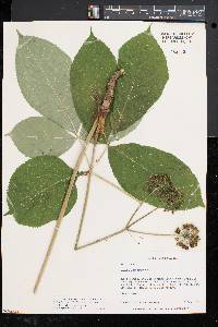 Aralia nudicaulis image