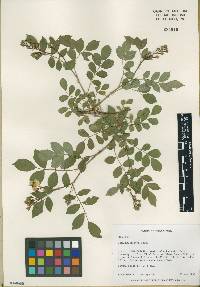 Rosa multiflora image