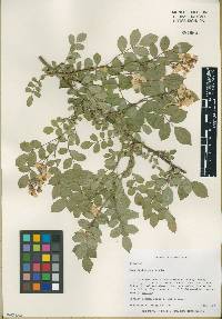 Rosa multiflora image