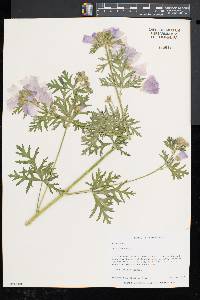 Malva moschata image