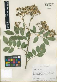 Rosa multiflora image