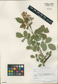 Rosa multiflora image