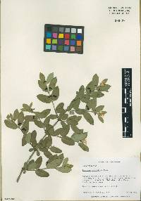 Lonicera morrowii image