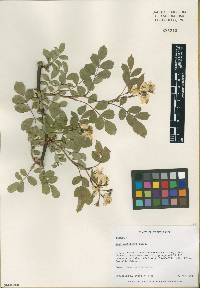 Rosa multiflora image