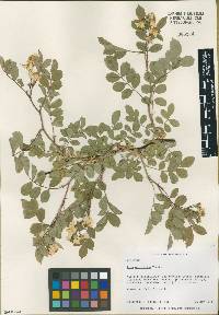 Rosa multiflora image