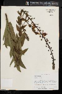 Verbascum blattaria image