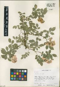 Rosa multiflora image